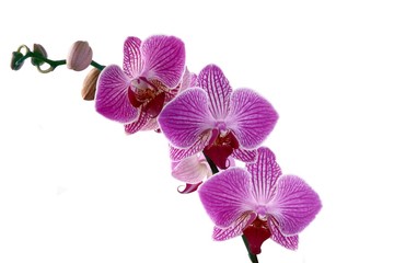 Fototapeta na wymiar orchid close up isolated