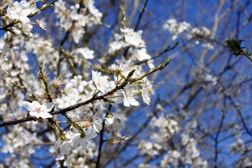 cherry blossoms in japan