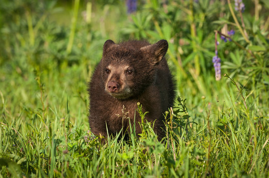 Black Bear Cub (Ursus americanus) Looks Up From Grass