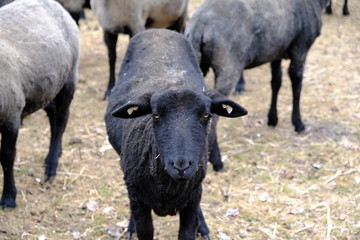 Fototapeta premium black sheep