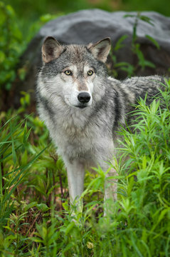 Grey Wolf (Canis lupus) Looks Forward