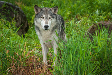 Naklejka na ściany i meble Grey Wolf (Canis lupus) Stands Between Rocks