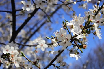 cherry blossoms in japan
