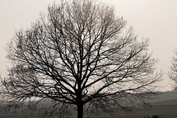 kahler Baum im Abendlicht