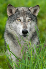 Naklejka na ściany i meble Grey Wolf (Canis lupus) Closeup Forward