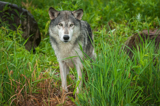 Grey Wolf (Canis lupus) Stands Between Rocks