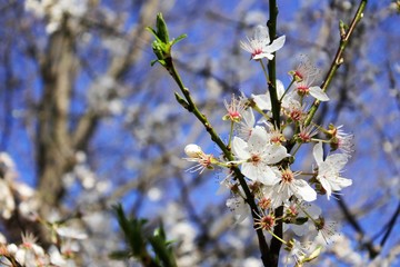 cherry blossoms in japan