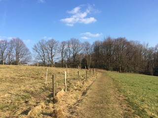 Frühling am Waldrand