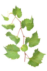 Grape vine