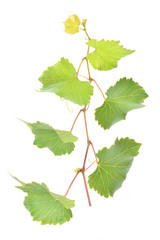 Grape vine