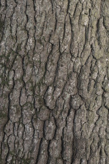 old oak bark texture background
