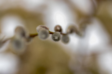 Willow bud in the winter