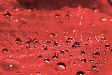Morning dew on a close-up sheet. Macro. Toning in pantone color Grenadine.