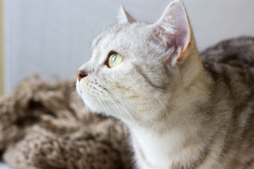 Portrait of britain cat over white background.