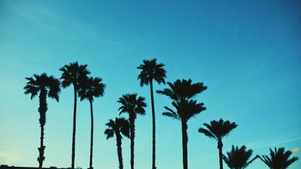 Palms by Dusk