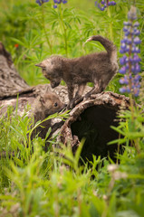 Red Fox (Vulpes vulpes) Kits Meet on Log