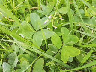 Fototapeta premium Garden pink-sorrel or broadleaf woodsorrel