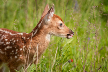 White-Tailed Deer Fawn (Odocoileus virginianus) Closeup Right