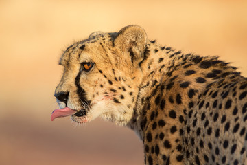 Cheetah portrait (Acinonyx jubatus), Etosha National Park, Namibia