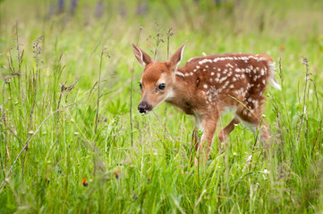 White-Tailed Deer Fawn (Odocoileus virginianus) Walks Forward Head Down