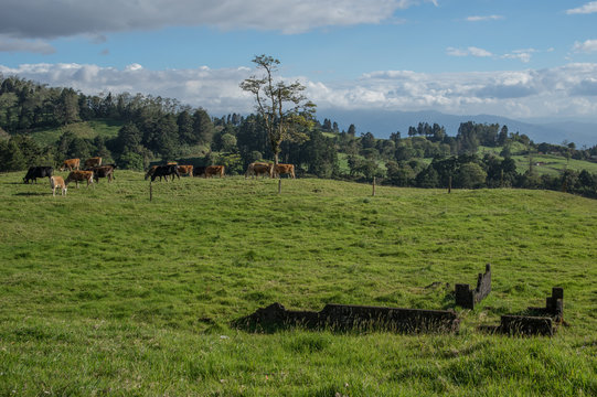Cattle grazing on Costa Rica Farm