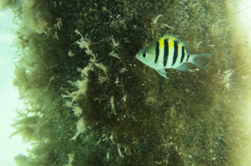 Fototapeta na wymiar Fish sergeant near the seaweed. Abudefduf saxatilis