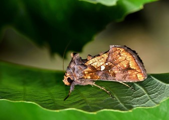 Golden Looper moth Argyrogramma verruca insect nature pest control.