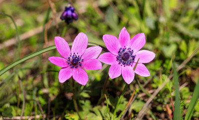 Anemones wild flowers closeup on nature background