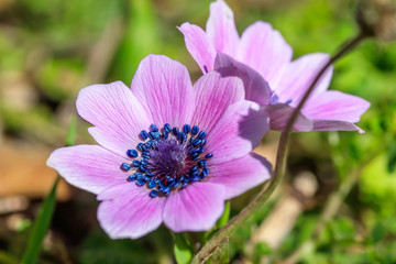 Obraz premium Anemones wild flowers closeup on nature background