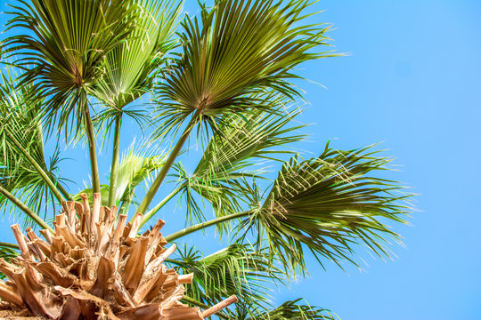 palma summer sky
