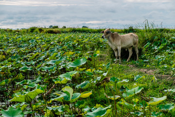 A beautiful lotus pond in Ta-keo province, Cambodia