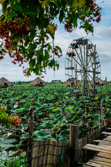 Obraz premium Lotus flowers, plantation,Cambodia