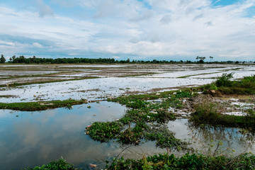 Small village with traditional huts and large flooded rice fields, Siem Reap, Cambodia