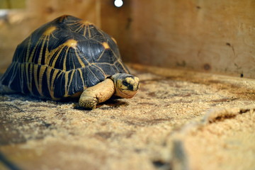 Tortoise creeps in the zoo in the box