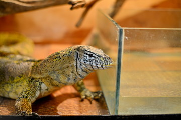 Reptile in the zoo, green lizard close-up