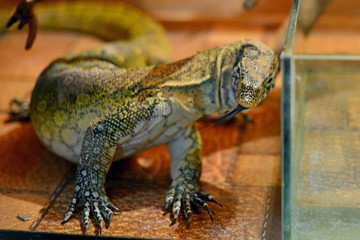 Reptile in the zoo, green lizard close-up