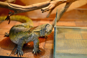 Reptile in the zoo, green lizard close-up