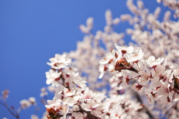 cherry blossoms in japan
