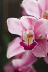 Flower of orchid. Hybrids orchids.