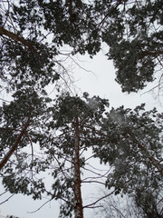 Pine trees in the snow