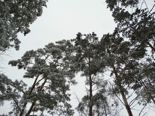 Pine trees in the snow