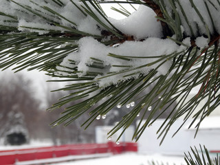 Pine trees in the snow