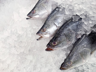 white snapper fish, raw fresh white snapper frozen in supermarket (selective focus)