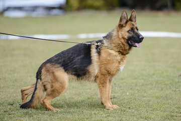German shepherd
