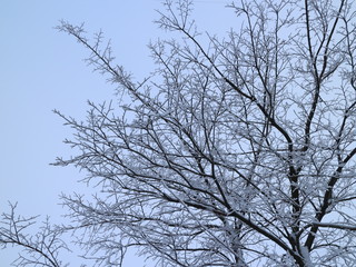 snow covered bushes and trees