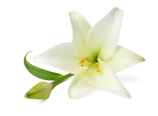 Obraz na płótnie Canvas Beautiful white Lily (Lilium, Liliaceae) with bud isolated on white background, including clipping path without shade. 