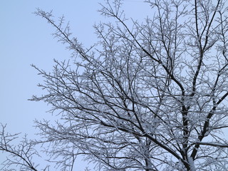 Obraz premium snow covered bushes and trees