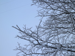 snow covered bushes and trees