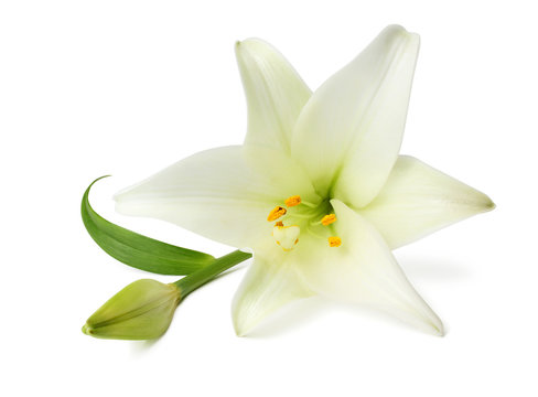 Beautiful white Lily  (Lilium, Liliaceae) with bud isolated on white background, including clipping path without shade. 