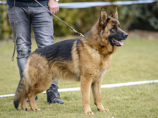German shepherd